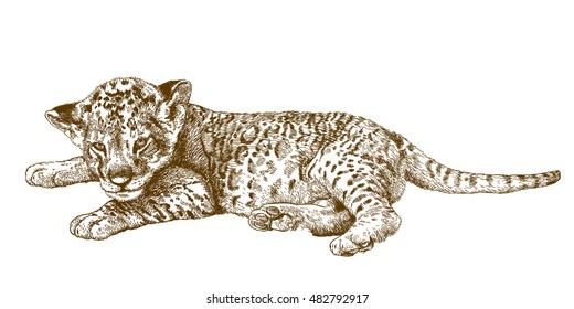 Vector antique engraving illustration of lion cub isolated on white background