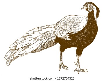 Vector antique engraving illustration of male silver pheasant isolated on white background