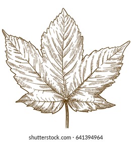 Vector antique engraving illustration of maple leaf isolated on white background