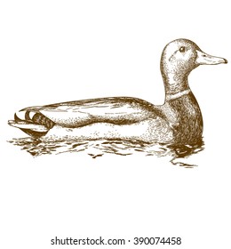 Vector antique engraving illustration of mullard duck isolated on white background