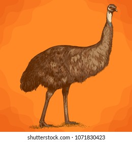 Vector antique engraving illustration of ostrich Emu in retro style