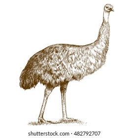 Vector antique engraving illustration of ostrich Emu isolated on white background
