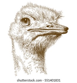 Vector antique engraving illustration of ostrich head isolated on white background