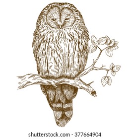 Vector antique engraving illustration of owl isolated on white background
