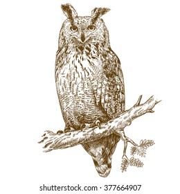 Vector antique engraving illustration of owl on a branch isolated on white background