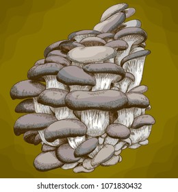 Vector antique engraving illustration of oyster mushroom in retro style