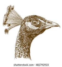 Vector antique engraving illustration of peacock head isolated on white background
