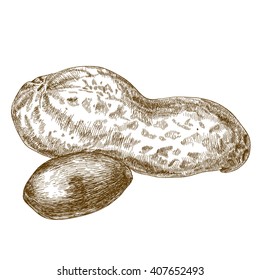 Vector antique engraving illustration of peanuts pod isolated on white background