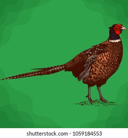 Vector antique engraving illustration of pheasant in retro style