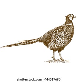 Vector antique engraving illustration of pheasant isolated on white background