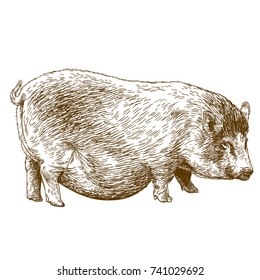 Vector antique engraving illustration of pig isolated on white background