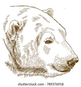 Vector antique engraving illustration of polar bear head isolated on white background