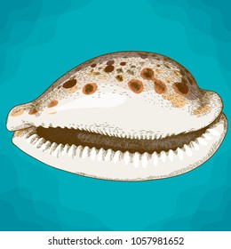 Vector antique engraving illustration of seashell in retro style
