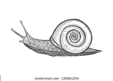 Vector antique engraving illustration of snail isolated on white background