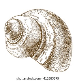 Vector antique engraving illustration of snail shell isolated on white background