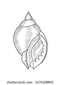 Vector antique engraving illustration of spiral seashell isolated on white background
