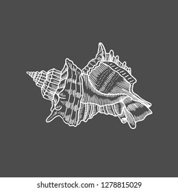 Vector antique engraving illustration of spiral seashell isolated on black background