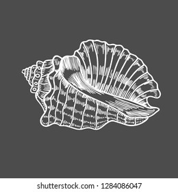 Vector antique engraving illustration of spiral seashell isolated on black background