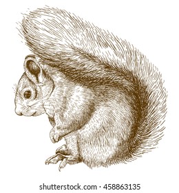 Vector antique engraving illustration of squirrel isolated on white background