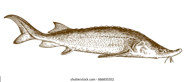 Vector antique engraving illustration of sturgeon fish isolated on white background