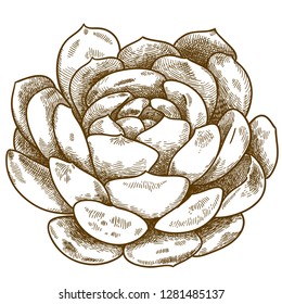 Vector antique engraving illustration of succulent echeveria isolated on white background