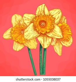 Vector antique engraving illustration of three narcissus in retro style