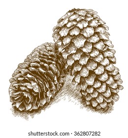 Vector antique engraving illustration of two pine cones isolated on white background
