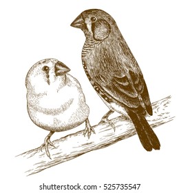 Vector antique engraving illustration of two japanese finches isolated on white background