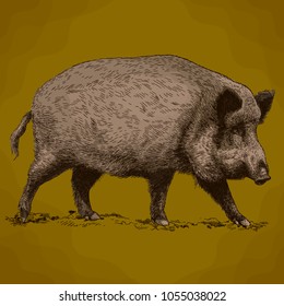 Vector antique engraving illustration of wild boar in retro style