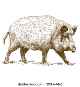 Vector antique engraving illustration of wild boar isolated on white background