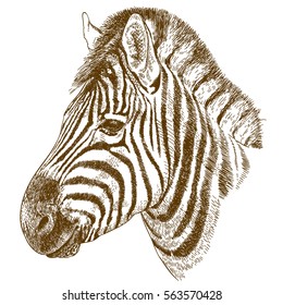 Vector antique engraving illustration of zebra head isolated on white background