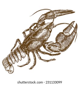 Vector antique engraving woodcut illustration of one crayfish on white background