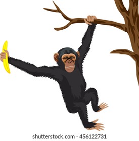 vector ape chimpanzee