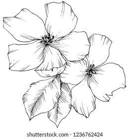 Vector. Appe blossom flowers. Black and white engraved ink art. Wild spring leaf. Isolated apple blossom flowers illustration element.