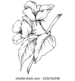 Vector. Appe blossom flowers. Black and white engraved ink art. Wild spring leaf. Isolated apple blossom flowers illustration element.