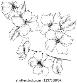 Vector. Appe blossom flowers. Black and white engraved ink art. Wild spring leaf. Isolated apple blossom flowers illustration element.