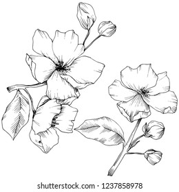 Vector. Flores de flores de manzana. Arte con tinta grabada en blanco y negro. Hojas de primavera salvajes. Elemento de ilustración de flores de manzana aislada.