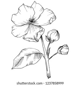Vector. Appe blossom flowers. Black and white engraved ink art. Wild spring leaf. Isolated apple blossom flowers illustration element.