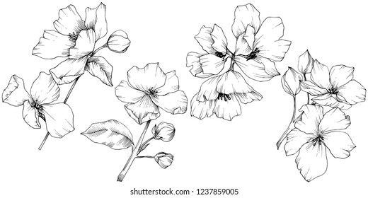 Vector. Flores de flores de manzana. Arte con tinta grabada en blanco y negro. Hojas de primavera salvajes. Elemento de ilustración de flores de manzana aislada.