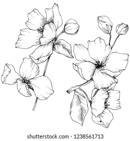 Vector. Appe blossom flowers. Black and white engraved ink art. Wild spring leaf. Isolated apple blossom flowers illustration element.