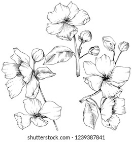 Vector. Flores de flores de manzana. Arte con tinta grabada en blanco y negro. Hojas de primavera salvajes. Elemento de ilustración de flores de manzana aislada.