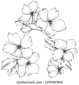 Vector. Appe blossom flowers. Black and white engraved ink art. Wild spring leaf. Isolated apple blossom flowers illustration element.