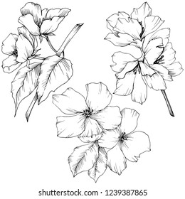 Vector. Appe blossom flowers. Black and white engraved ink art. Wild spring leaf. Isolated apple blossom flowers illustration element.