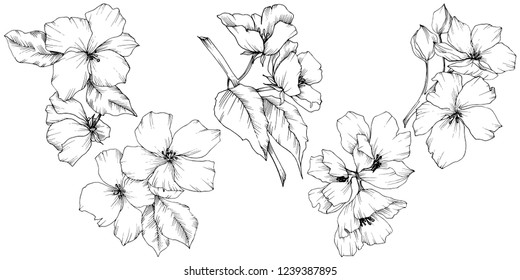 Vector. Appe blossom flowers. Black and white engraved ink art. Wild spring leaf. Isolated apple blossom flowers illustration element.