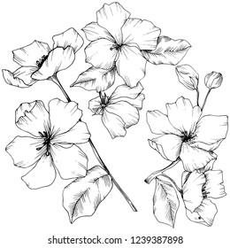 Vector. Appe blossom flowers. Black and white engraved ink art. Wild spring leaf. Isolated apple blossom flowers illustration element.