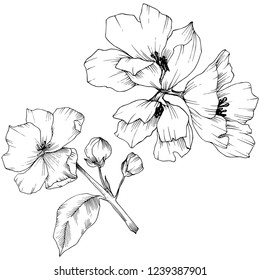 Vector. Appe blossom flowers. Black and white engraved ink art. Wild spring leaf. Isolated apple blossom flowers illustration element.