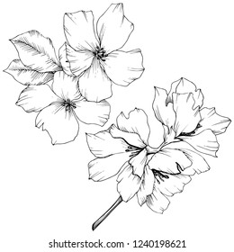 Vector. Appe blossom flowers. Black and white engraved ink art. Wild spring leaf. Isolated apple blossom flowers illustration element.