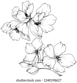 Vector. Appe blossom flowers. Black and white engraved ink art. Wild spring leaf. Isolated apple blossom flowers illustration element.