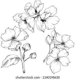 Vector. Appe blossom flowers. Black and white engraved ink art. Wild spring leaf. Isolated apple blossom flowers illustration element.