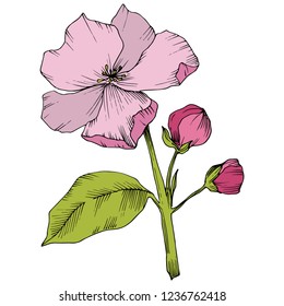 Vector. Appe blossom flowers. Pink and green engraved ink art. Wild spring leaf. Isolated apple blossom flowers illustration element.
